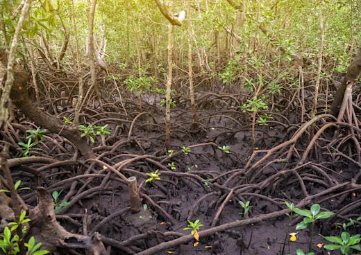 Jozani Wald, Chwaka, Tansania