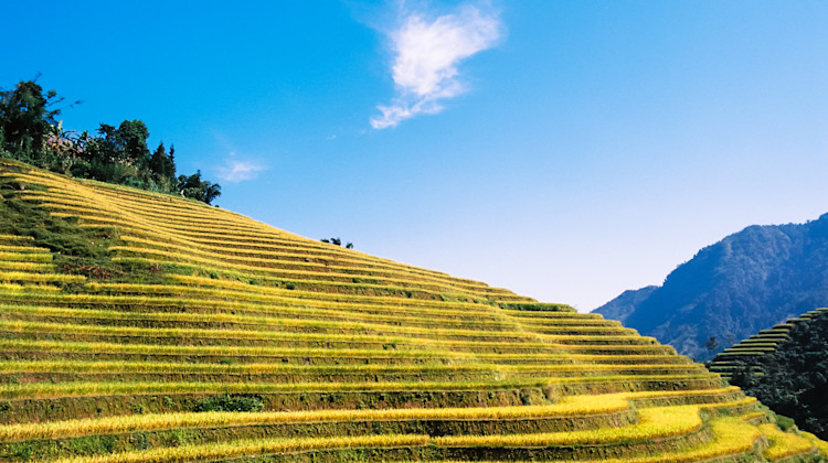 Reisterrasse Hoang Su Phi, Ha Giang, Nördliches Hochland Vietnam