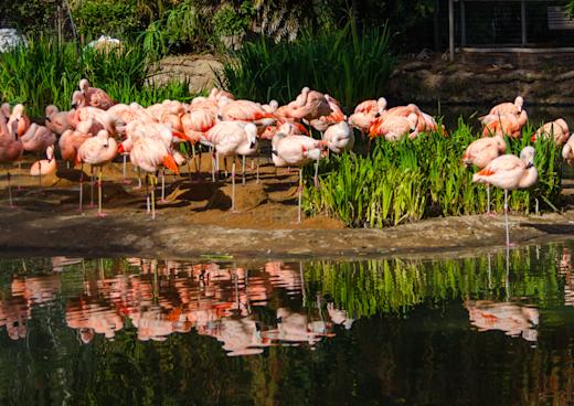 San Diego Zoo, Kalifornien