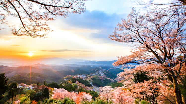 Kirschblüten in den Bergen Yoshino-yama