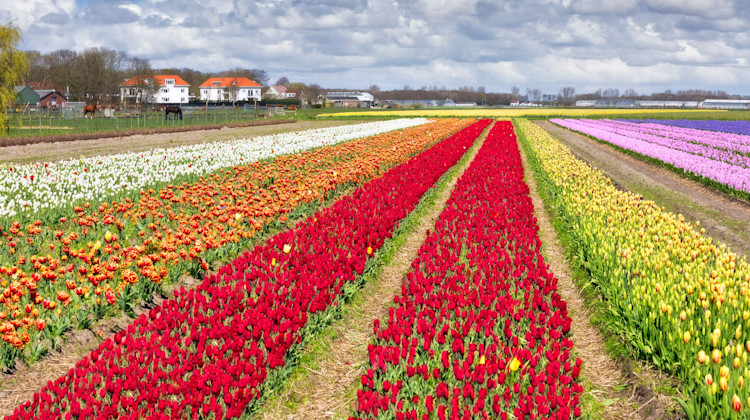 Tulpenfeld Noordwijkerhout aan Zee, Südholland