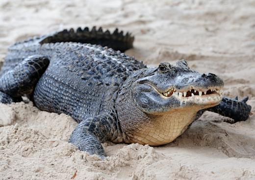 Gator Park, Miami, Florida