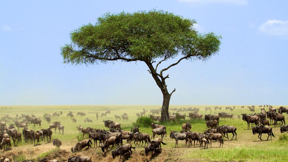 Masai Mara, Provinz Rift Valley