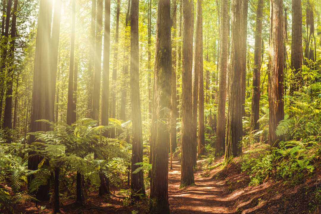 Sunlight through trees