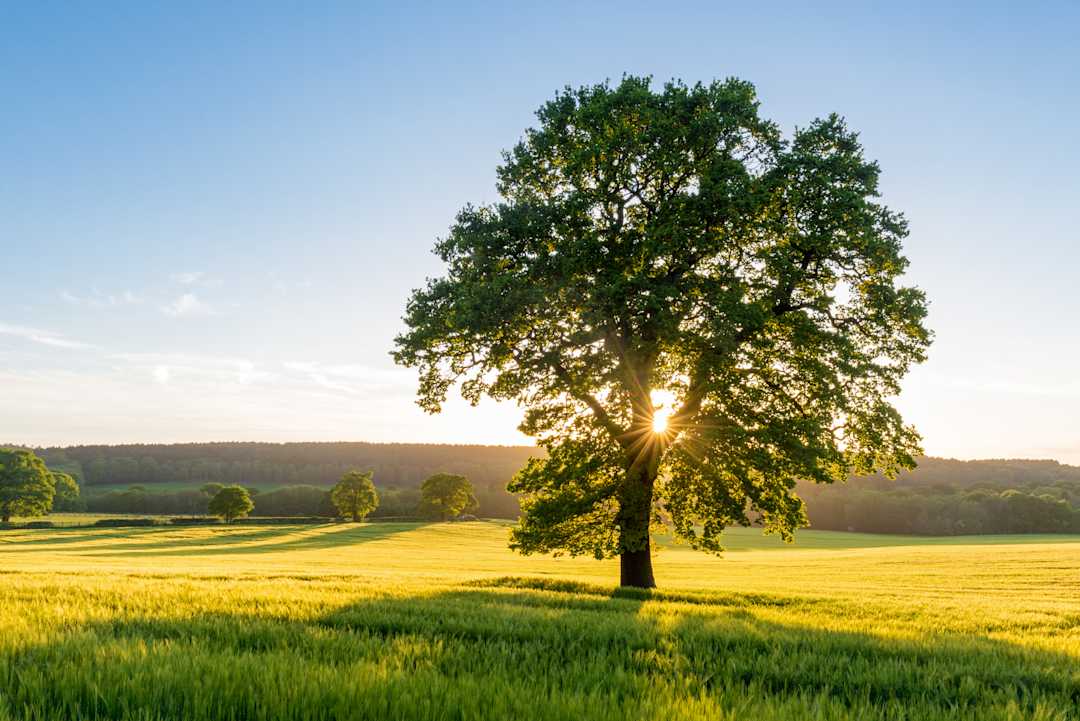 A tree in a field.