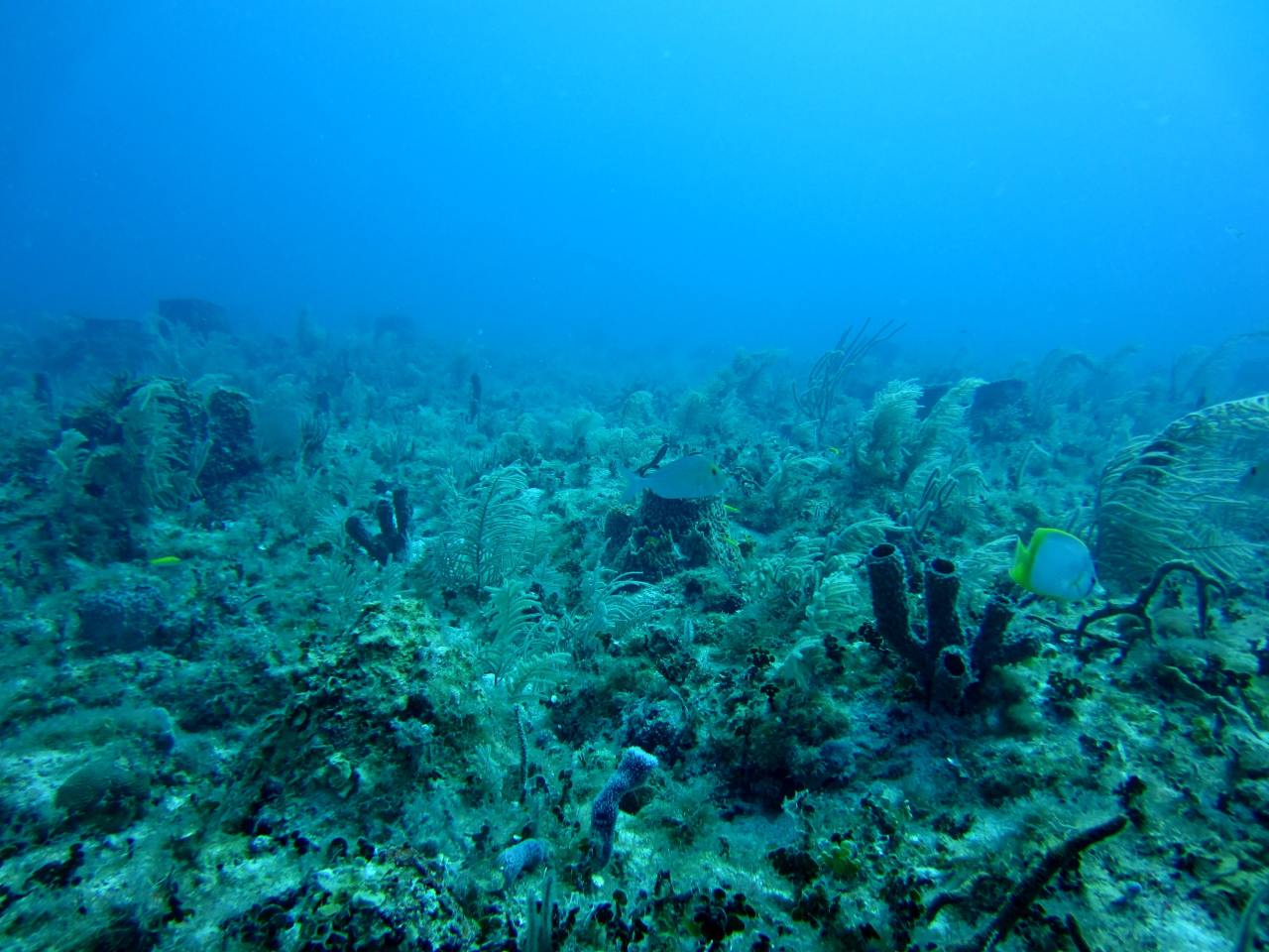 Marine organisms & the evolution of nervous system