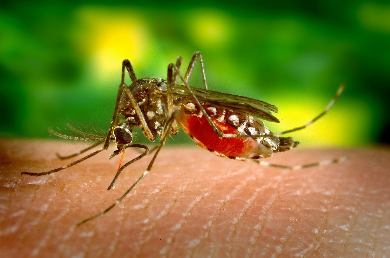 Malaria, Coming Soon to a Country Near You