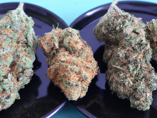 Drei Cannabis-Blüten auf Tellern zur Präsentation