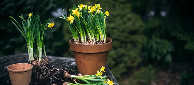 Pirkka narsissit ruukussa