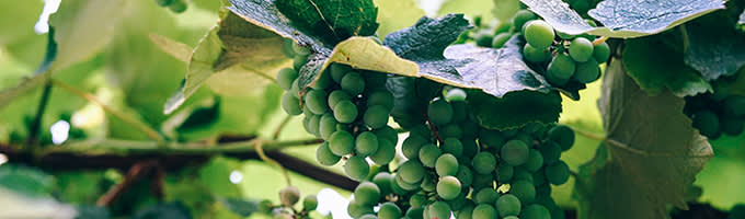 Viiniköynnös kuvitus