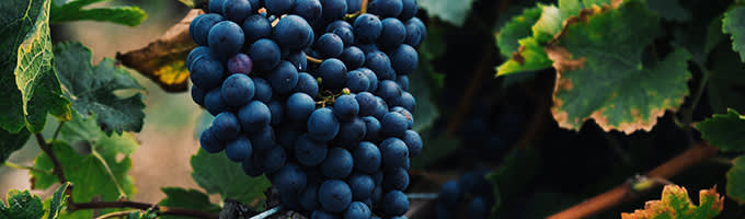 Tummat rypäleet kuvitus