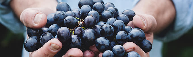 Viinirypäle kuvitus