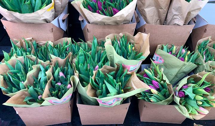 Tulppaanit pahviampari