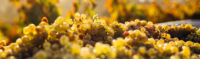 Vaaleat rypäleet kuvitus