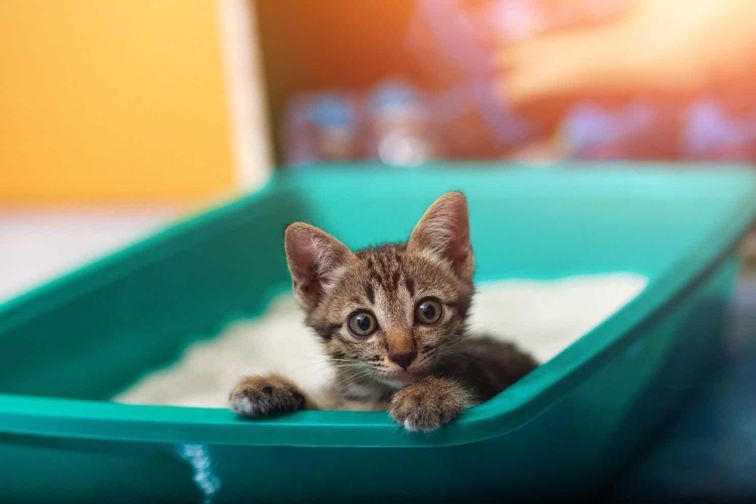 子猫のトイレトレーニングはいつからが最適?