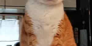 猫様のログを取得させていただきました!