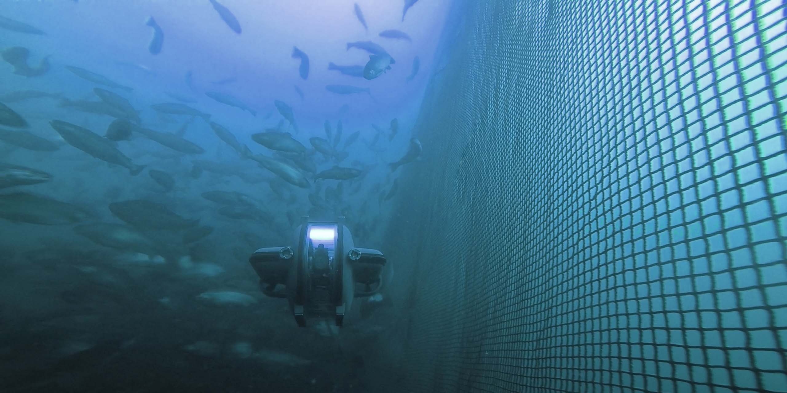 rov-net-fish (article image)