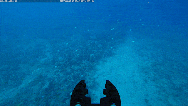 Honolulu pipe inspection fishies-gif