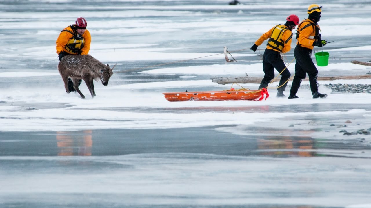 Mat-Su Water Rescue- Deer on Ice