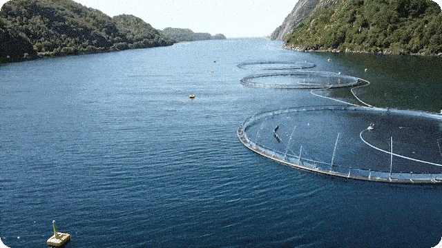Aquaculture GIF