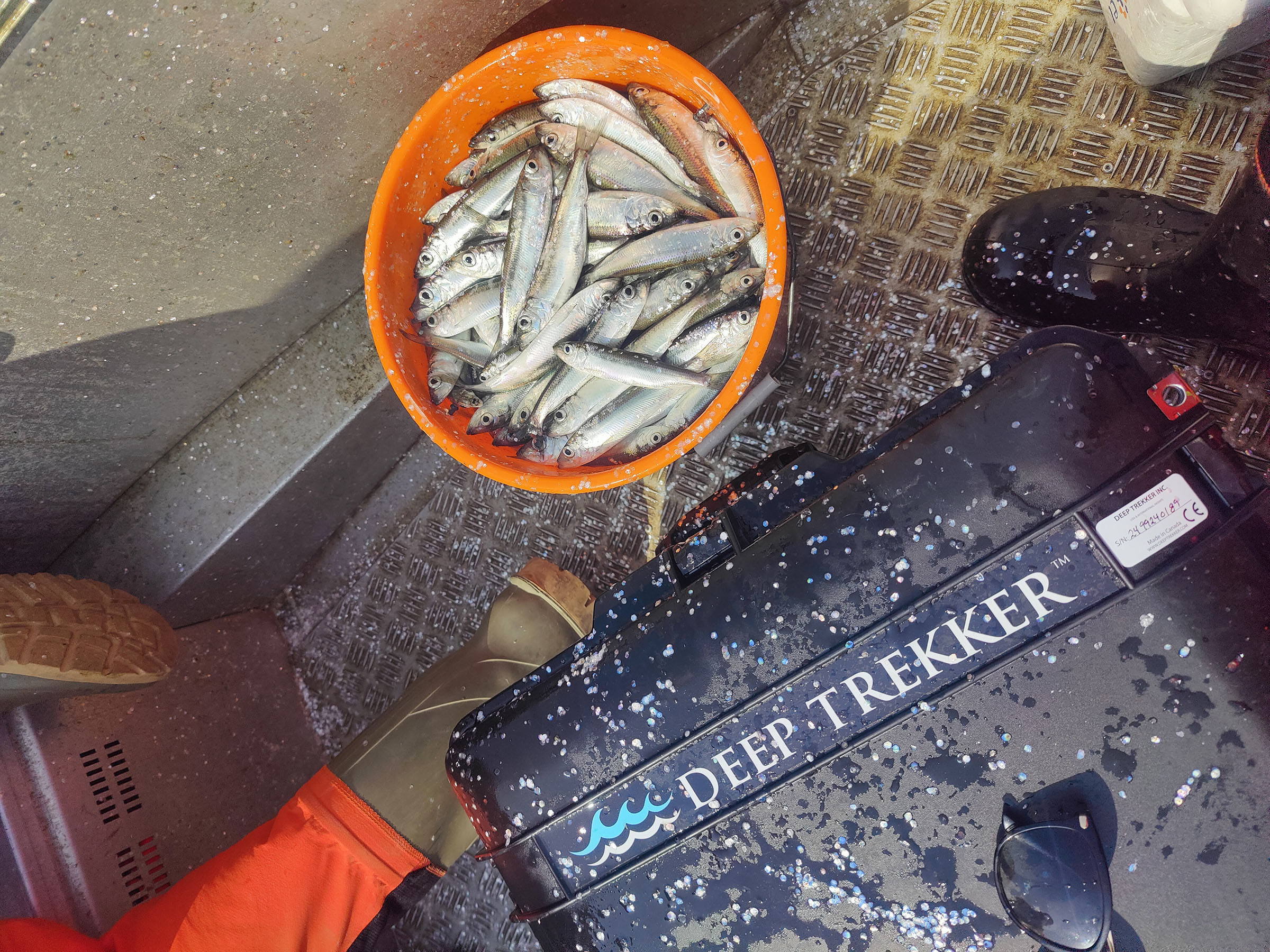 Deep trekker and Baltic herring sample Laura Lammi-
