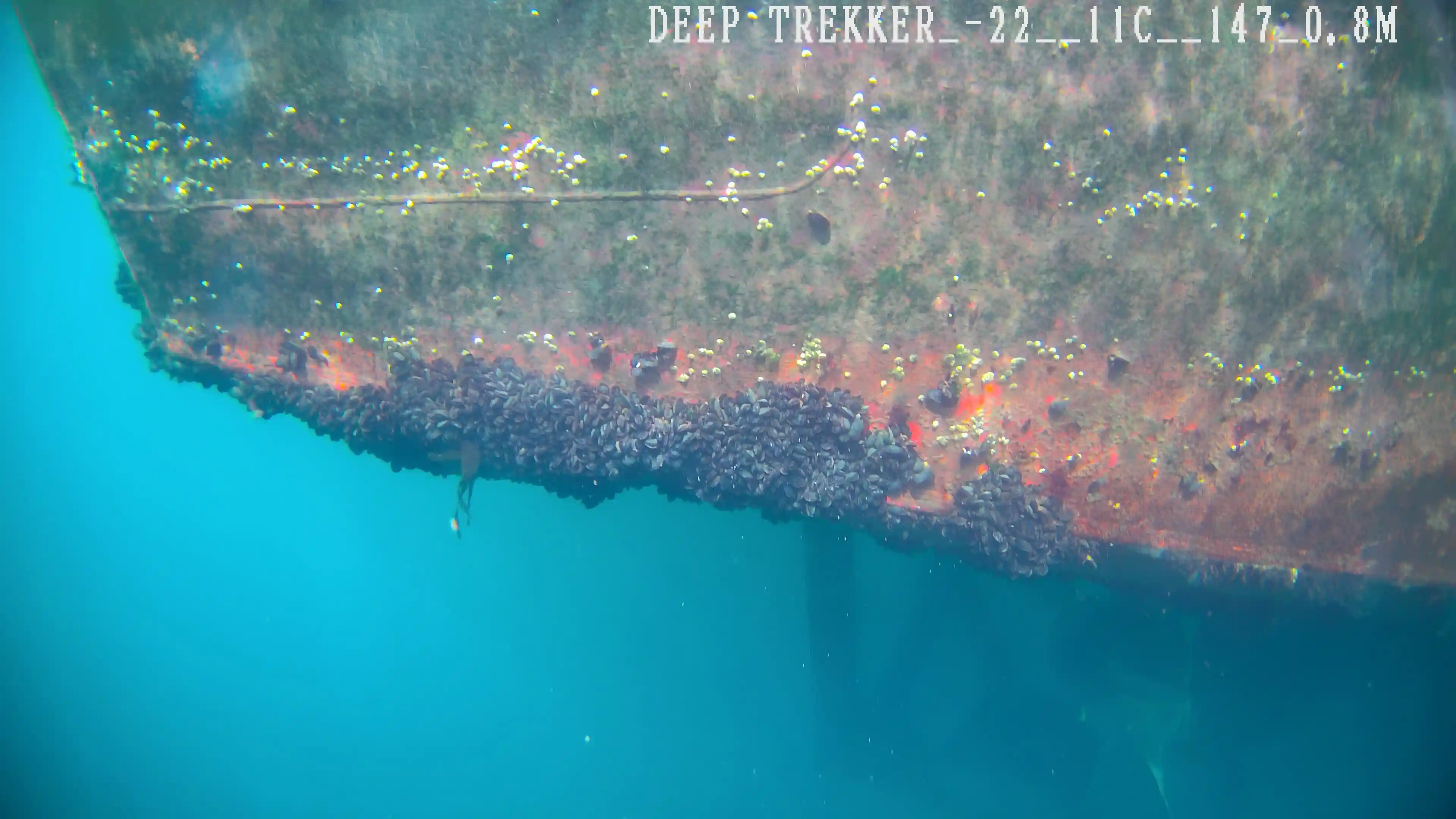 Hull inspection biofouling (date removed)
