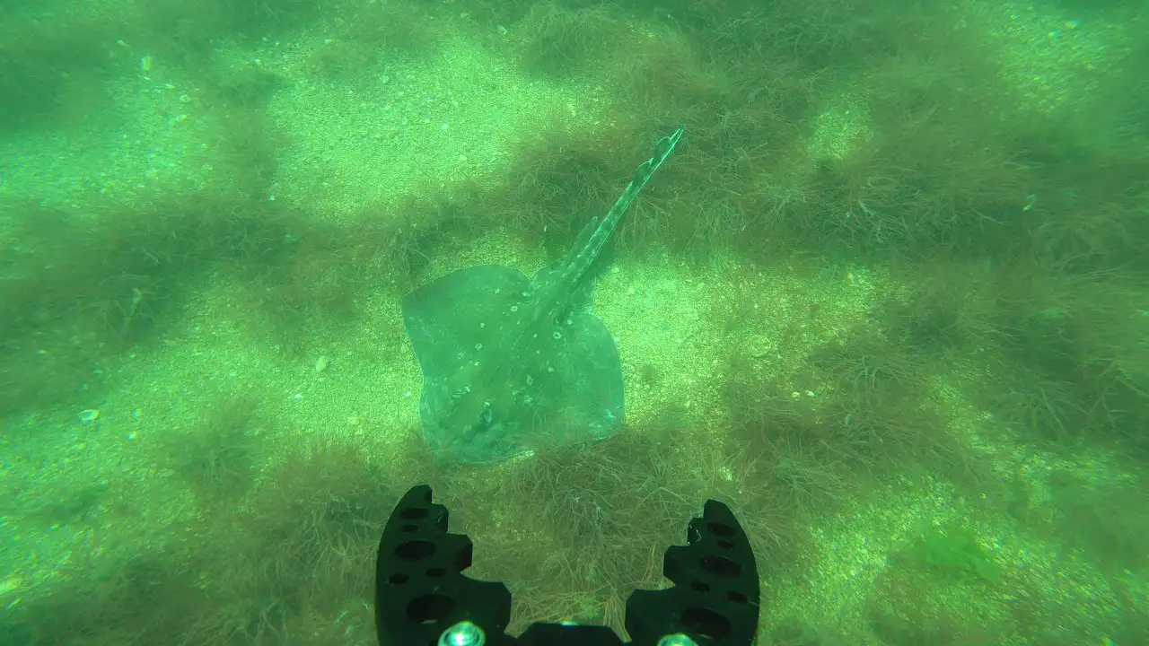 seaway-cable-inspection-stingray