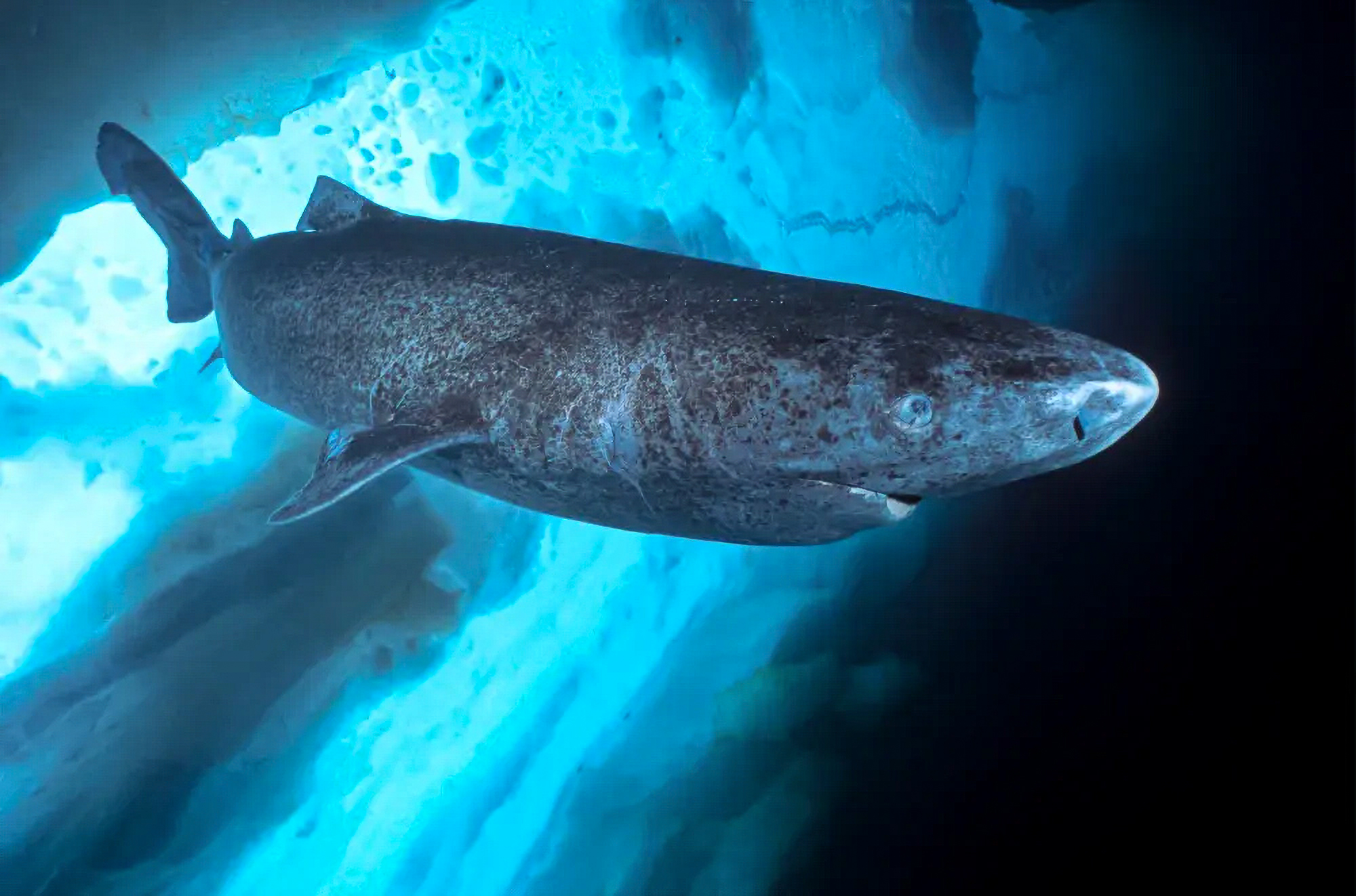 greenland-shark-under-ice