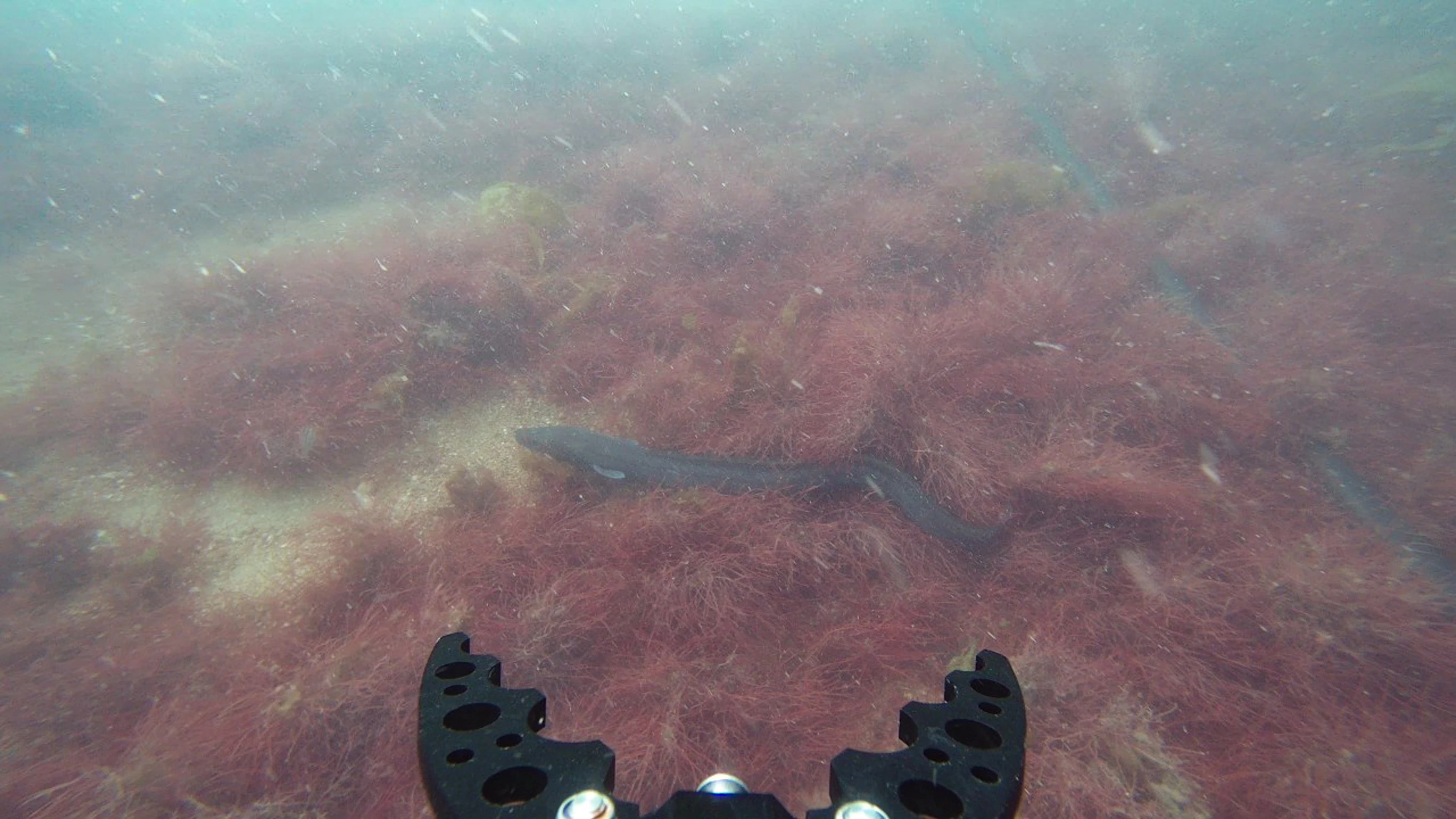 subsea-cable-inspection-revolution-rov-eel