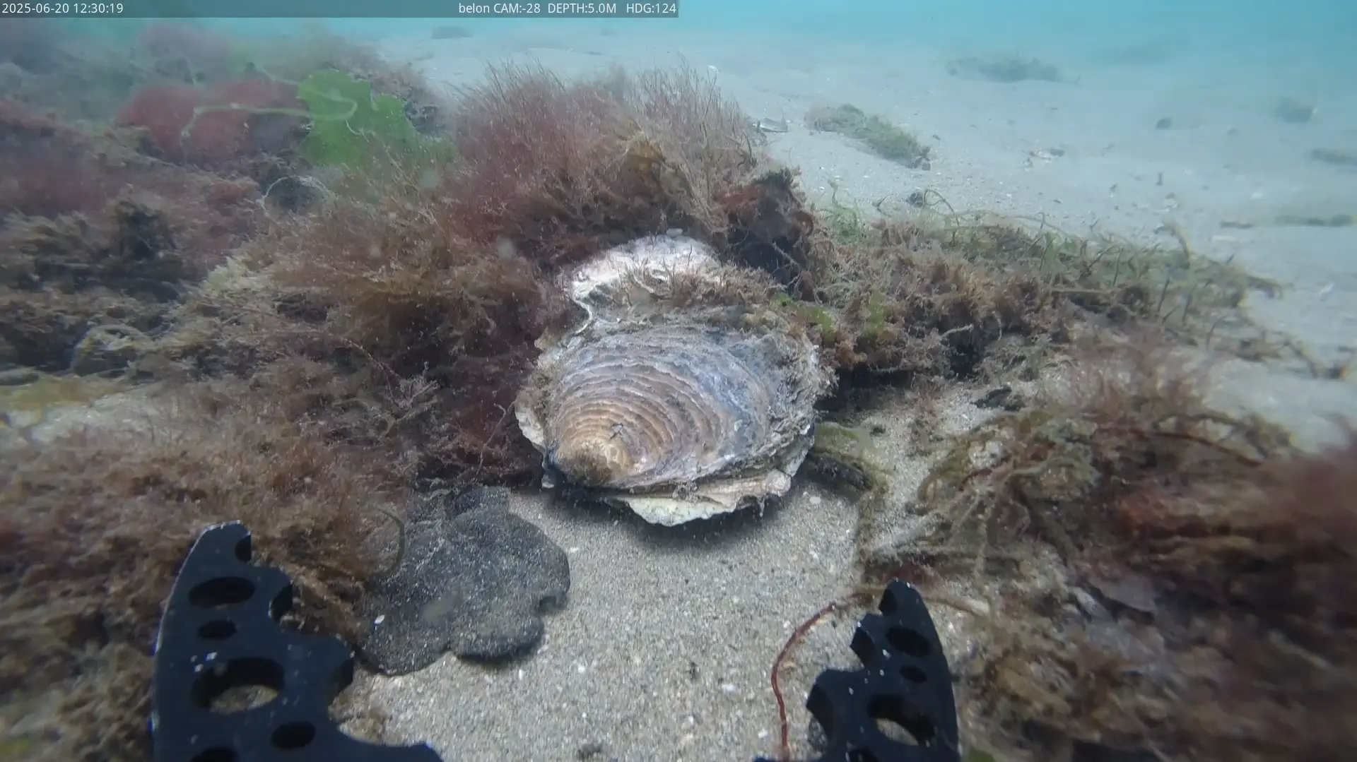 photon-grabber-oyster