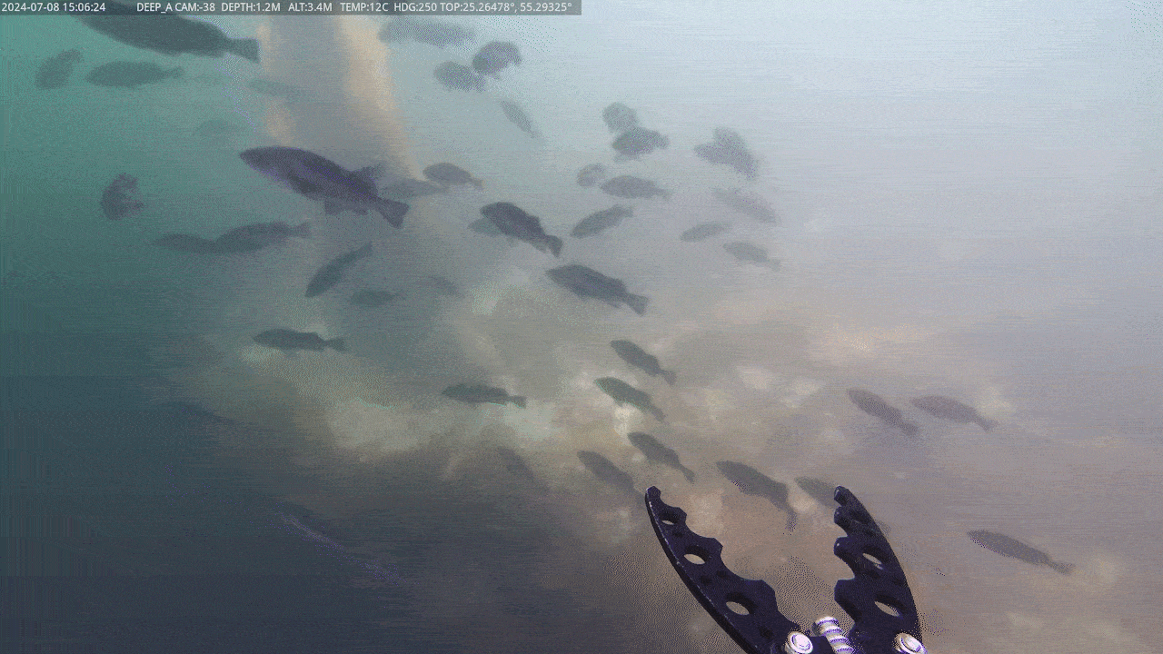 Environment Assessment GIF