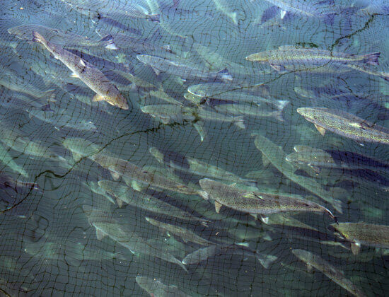 Salmon Farmed in Aquaculture