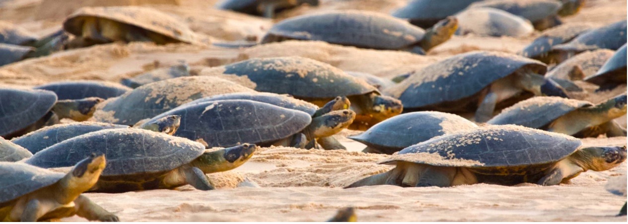 Turtles