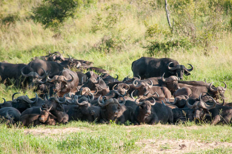 Buffalo herd (7281512670)