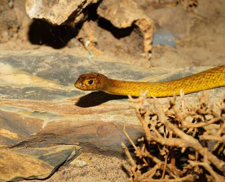inland taipan snake