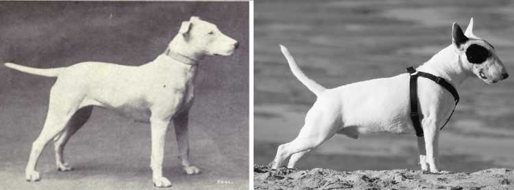 The Bull Terrier then and now
