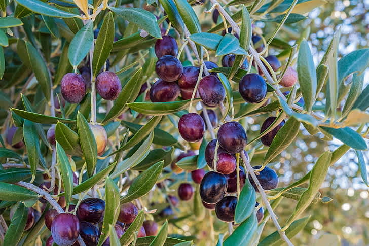 olive in tree