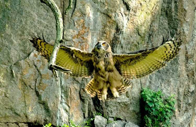 Most Dangerous Birds on Earth Great Horned Owl