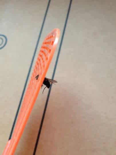  fly trapped head first in swatter