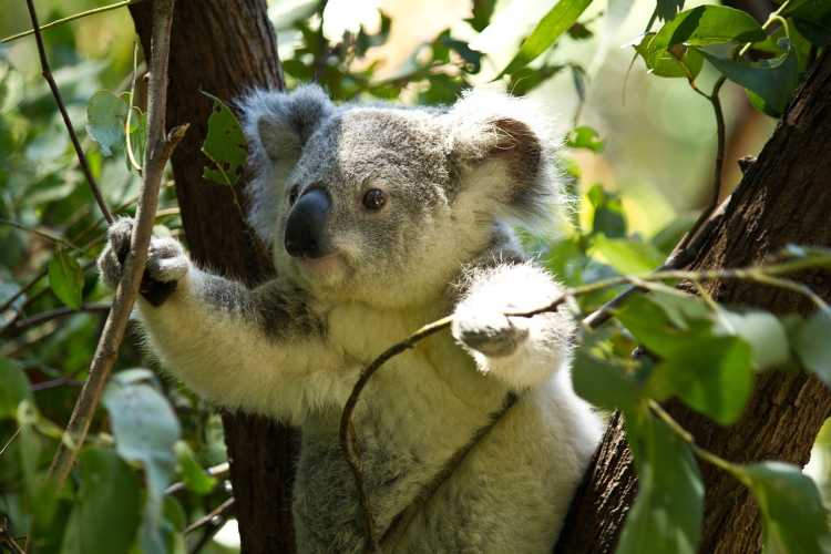 Koala chlamydia infection