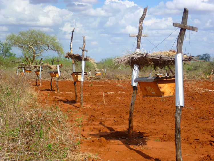 Beehive fence for elephants farmers