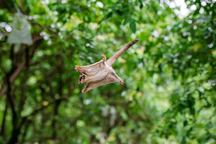Sugar Glider flying possum
