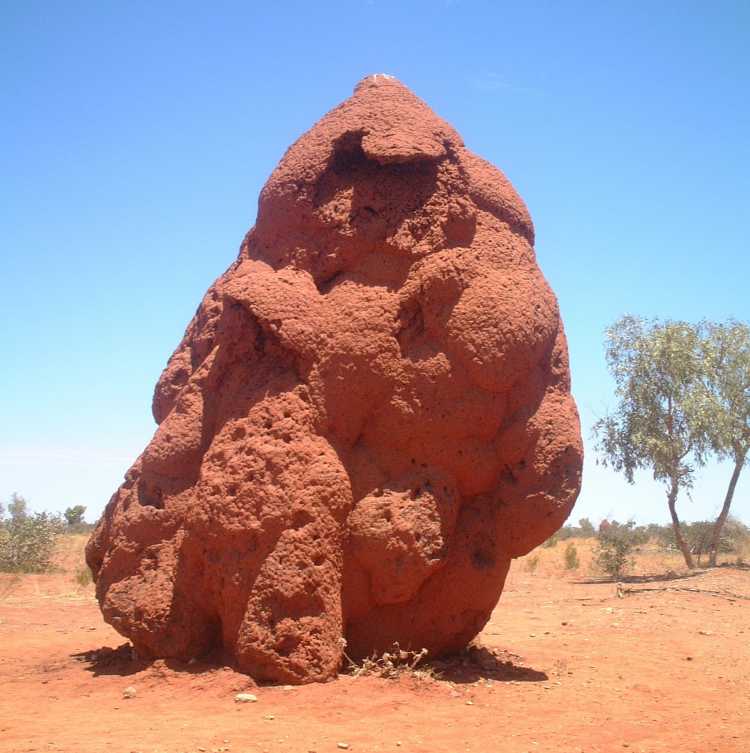rare things Worlds Largest Termite Mound