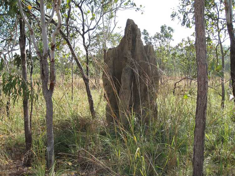 Cathedral Termite Mound hill