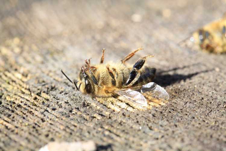 dead honey bee