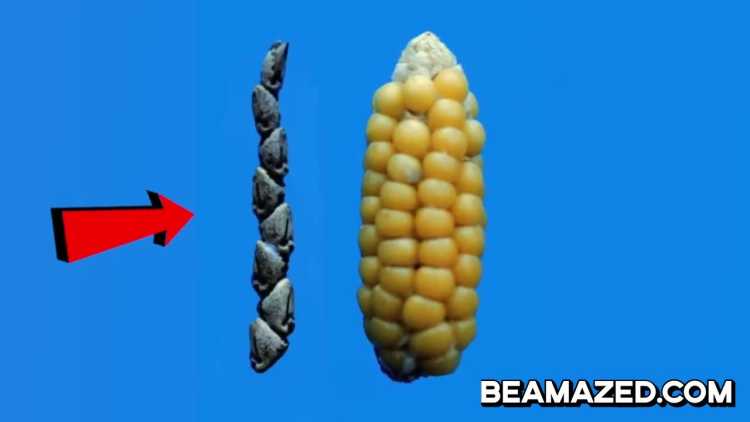 Foods That Originally Looked Totally Different corn teosinte