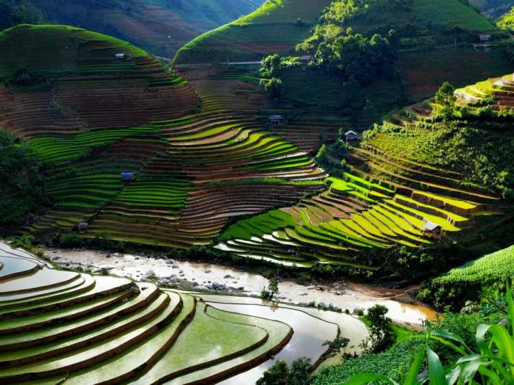 Mu Cang Paddy Fields rice cultivation hill
