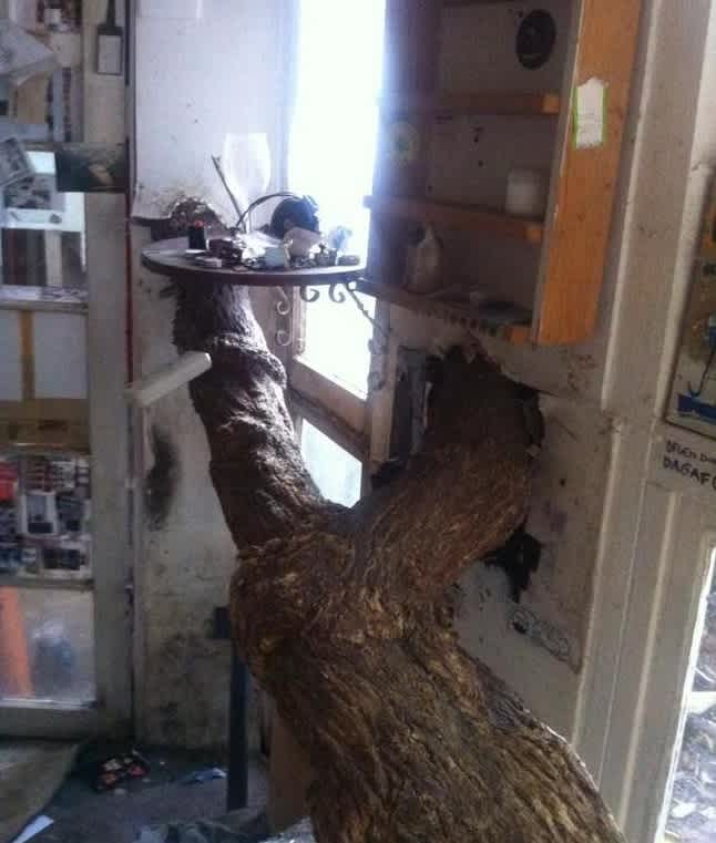 tree inside apartment