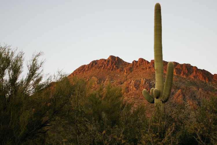 cutting down a Saguaro Cactus in Arizona