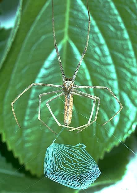 ogre-faced spider second web